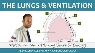 Lungs and Ventilation - GCSE Biology (9-1)