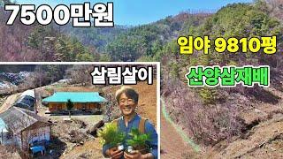 245. 산약초 재배하며 살수 있는 임야&주택 완벽 조합! 지금 이 기회를 놓치지 마세요산속 은둔라이프  임업인혜택 제천땅집부동산TV