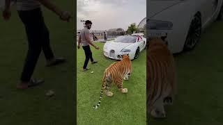 most expensive luxurious biggest car famous showroom #lover #shorts #car #tiktok #viral #reels #shot