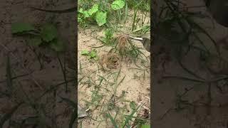 힘은 적게, 잡초 제거는 통째로 신속! 잡초 호미 (구매정보는 고정댓글)