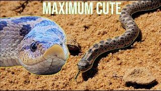 The Southern Hognose Snake: Everything You Need To Know!