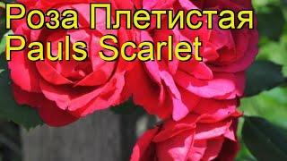 Роза плетистая Пол Скарлет. Краткий обзор, описание характеристик, где купить саженцы