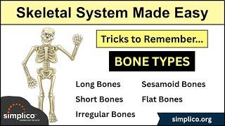 Skeletal System: Types of Bones in Under 10 Minutes [Anatomy Physiology Human Body]