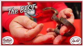 Why Macklot's Pythons are the BEST SNAKE in the Hobby - Redline Report Ep.62