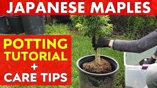 Expert Japanese Maple Tree Potting Advice | 'Shishigashira' Lion's Head