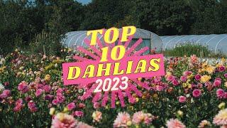 My Top 10 DAHLIAS of 2023!