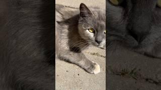 Какие у нее глаза  #животные #кошка #деревня #минск #любовь #май #лето #весна