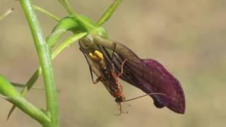 West Australian Slipper Orchid and Wasps 2