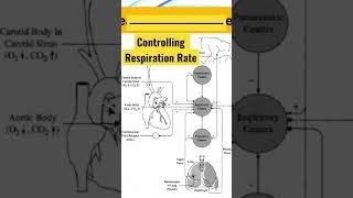 Discover How Our Heart Influences Our Respiration Rate