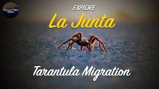 EXPLORE | La Junta Tarantula Migration | American Explorer