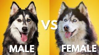 Male Vs Female Siberian Husky: 10 Differences Between Them