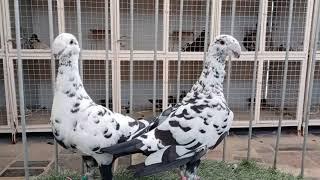 Pair of German Beauty Homer Fancy Pigeons, Tiger Color @UAE