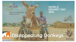 Africa's disappearing donkeys – The illegal trade in donkey skins