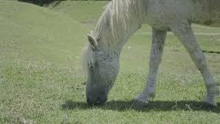 [PointFOOTAGE] Animals - Horse white pockmarked grazing on field - CU - 5161857