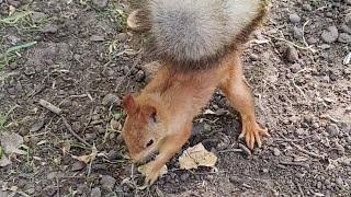 Заготовка на зиму идет полным ходом.