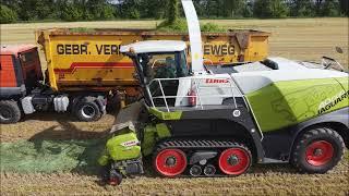 Claas Jaguar 960 TT Edition 40000 - Grünroggen häckseln im Oderbruch 2021 Köppen&Helmig