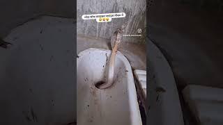 Bathroom me saanp -#funny #funnyvideo #shorts