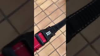 Get a red dog lead️It's really so coolFuzzyNow⭐FunnyFuzzy