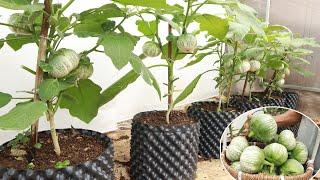 Super large white eggplant - Delicious - Easy to grow at home