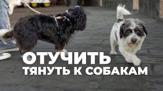 Как научить собаку проходить мимо других собак?  Отучить щенка тянуть к собакам, бежать играть 