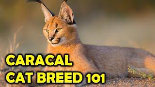 Caracal Cat Breed 101, Everything You Should Know/All Cats