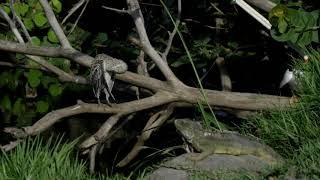 Yellow-crowned night heron spreads the wings 