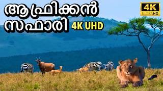 ആഫ്രിക്കൻ കാടുകളിലൂടെ | Maasai Mara in 4K UHD | Episode - 1