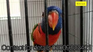 RED COLLAR LORRY | LORRY | PAIR | IBRAHIM BIRDS FARM  | PARROT 