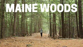 Maine Woods