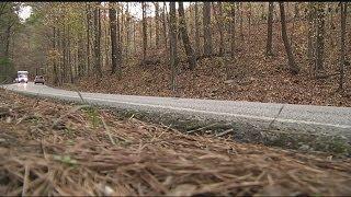 The future of the tree tunnel in Pelham