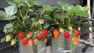 How to grow strawberries in plastic bottles without using soil