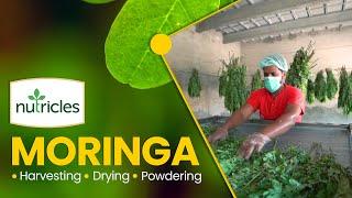 Nutricles Moringa: Harvesting Drying and Powdering