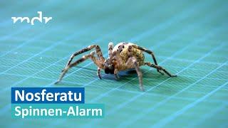 Nosferatu-Spinne erobert auch Mitteldeutschland | Umschau | MDR