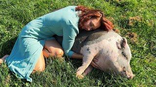 A REAL MINI PIG AND A HAPPY KITTEN