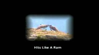 Bobcat Video - Edited by Mike Lopez