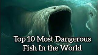 top 10 most Dangerous FISH in the world