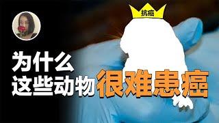 为什么有些动物很难患癌症? 甚至不衰老 我们能从它们身上找到抗癌方法吗|Why it is difficult for some animals to get cancer