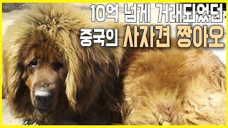 중국의 억소리 나는 개, 짱아오를 찾아라! (KBS_2007.04.25.방송)