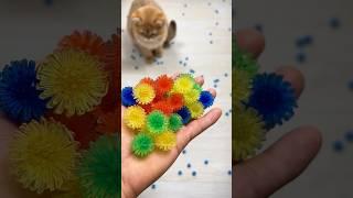  Funny Cat Reverse Video ASMR #catvideos #cat#relievestress #reversevideos #satisfying