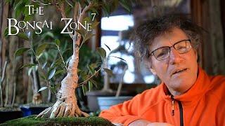 Pruning my Avatar Style Ficus Bonsai, The Bonsai Zone, Dec 2020