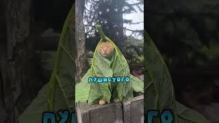 Этот Котик Познал Дзен
