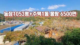 경매직전 1053평 농장+주택1동            몽땅6500만 급매매 가격절충 가능