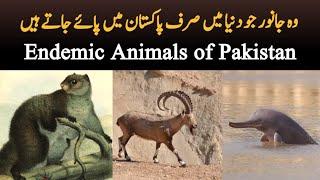 Endemic Animals of Pakistan | Species of wildlife animals which are only found in Pakistan