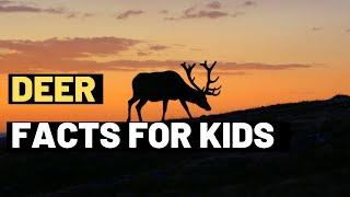 Deer Facts For Kids | Discover the Fascinating World of Deer for Kids | Fun Facts and Information