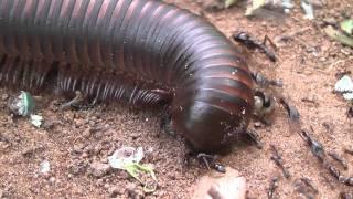 Millipede trying to cross ant highway