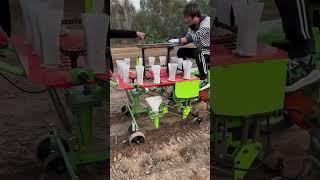 New Vegetable Transplanting @bs-goland