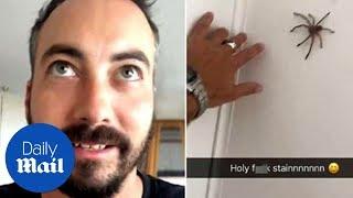 Huntsman spider pounces on man - Daily Mail