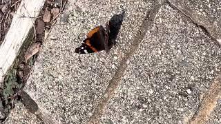 Red Admiral Butterfly  in it's spiritual meaning