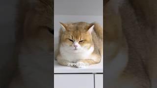 고양이를 키우면 tv에 집중할 수 없는 이유 #냥춘기 #cat #고양이일상 #pets #catshorts