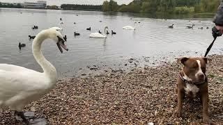 Swan  v  Dog - both curious - ( Dog on lead ! )